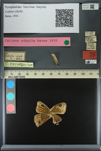 Media type: image;   Entomology 19567